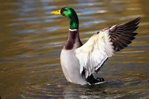 040319: Mallard-drake shaking his wings, Germany