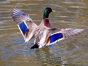 040319: Mallard-drake shaking his wings, Germany