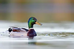Irridescent: Mallard - drake showing irridescent green head