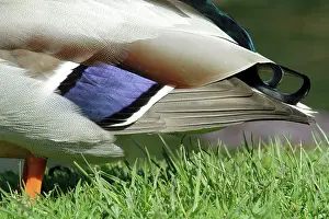 Spectrum: Mallard - drake showing wing spectrum