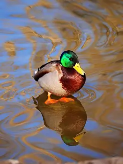 040319: mallard-drake is sitting on a stone in water, Germany