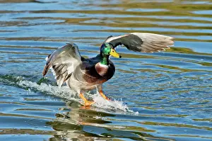 Skiing: Mallard Drake skiing to a stop