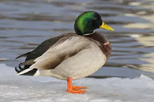 060418: Mallard - drake standing on ice - Iceland