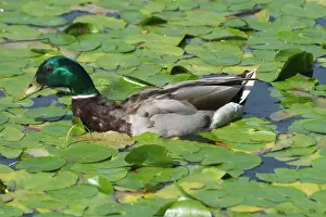 Waterlilies: Mallard - Drake swimming in waterlilies