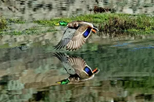 Takes: Mallard drake Takes Off