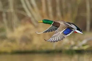 Migration: Mallard drake taking flight in late autumn