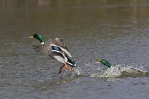 060418: Mallard - drake taking off - Germany