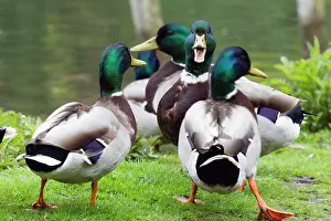 Squabbling: Mallard - three drakes squabbling on lakeside