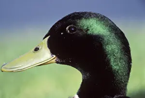 Mallards: Mallard Duck