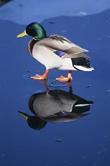 Mallards: Mallard Duck