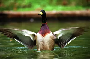 Mallards: Mallard duck