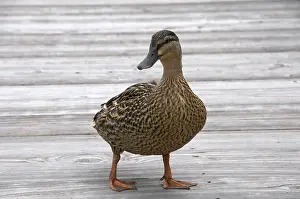 Webbed: Mallard Duck