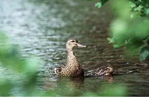 Chris Knights: MALLARD DUCK - adult and chick on water