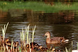 Duckling: Mallard DUCK - adult female and young at waters edge