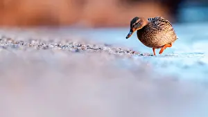 Slovakia: Mallard duck (Anas platyrhynchos) walking by the