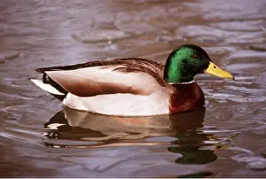 Mallards: MALLARD DUCK - drake, swimming