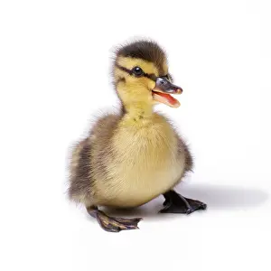 Hours: Mallard Duck - duckling at 24 hours