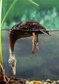 Upended: Mallard Duck - Duckling, 4 weeks