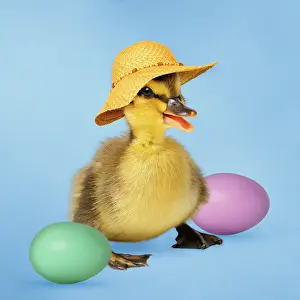 Bonnets: Mallard Duck - duckling wearing Easyer bonnet / hat