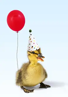 Birthdays: Mallard Duck - duckling wearing party hat holding balloon