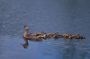 Ducklings: Mallard Duck with Ducklings