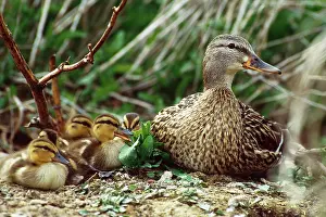 Ducklings: Mallard Duck and Ducklings