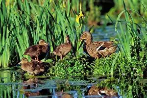 Irises: Mallard DUCK - family, hen with ducklings on old