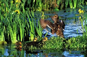 Irises: Mallard DUCK - family, hen with young ducklings