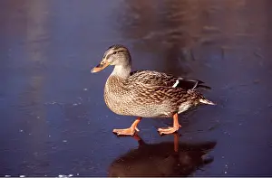Webbed: MALLARD DUCK - female