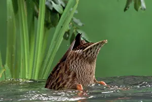 Upended: Mallard Duck - female dabbling