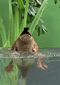 Upended: Mallard Duck - female dabbling