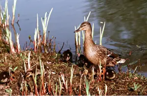 Duckling: Mallard DUCK - female with ducklings