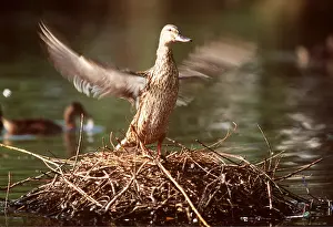Mallards: MALLARD DUCK - female, flapping wings on nest