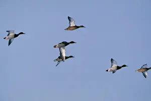 Annas: Mallard DUCK - group in flight
