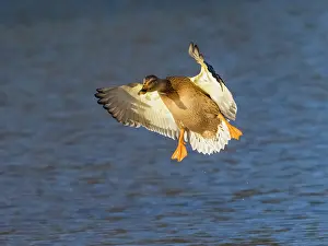 150321: Mallard - duck in landing flight, Hessen, Germany