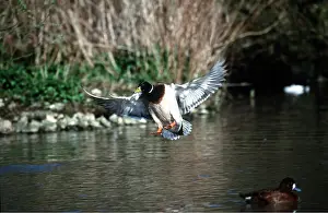 Mallards: MALLARD DUCK - landing on water
