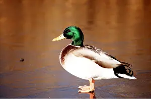 Webbed: MALLARD DUCK - male