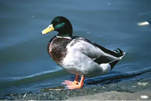 Bonnie Weisser: MALLARD DUCK - male
