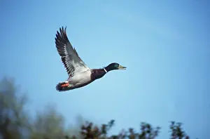 Mallards: Mallard DUCK - male in flight