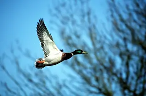 Mallards: MALLARD DUCK - male in flight