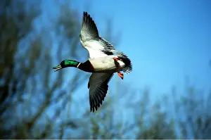 Mallards: MALLARD DUCK - male in flight