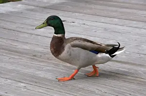 Webbed: Mallard Duck, male walking on wooden pier