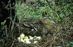 Mallards: Mallard duck on Nest