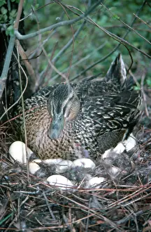 Mallards: Mallard Duck on Nest
