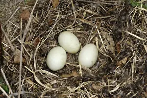 Mallard: Mallard Duck Nest