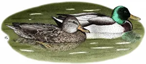 Drawing: Mallard Duck Pair