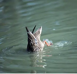 Upended: MALLARD DUCK - sideview, dabbling