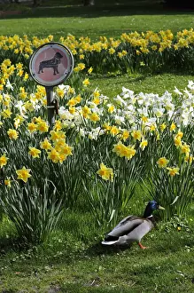 Signs: Mallard Duck before a sign prohibiting access to the dogs