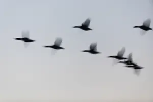 Mosaic: Mallard Duck - silhouette of flock flying at dusk