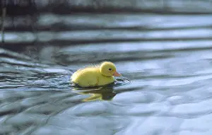Anus: Mallard - Duckling